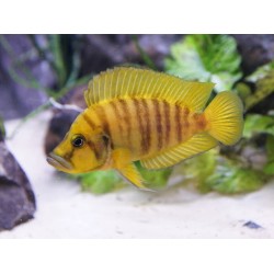 Altolamprologus compressiceps gold