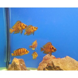 Альтолампрологус компрессицепс Голд (Altolamprologus compressiceps gold) Альтолампрологус компрессицепс Голд (Altolamprologus compressiceps gold)