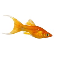 Золотая или жёлтая моллинезия Лира (Molly Gold)