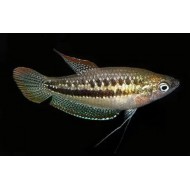Гурами карликовый (Trichopsis pumila)