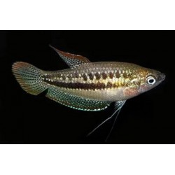 Гурами карликовый (Trichopsis pumila) Гурами карликовый (Trichopsis pumila)
