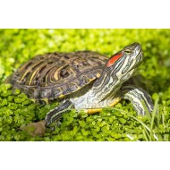 Красноухая черепаха (Trachemys scripta)