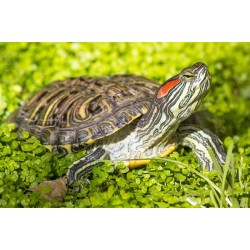Красноухая черепаха (Trachemys scripta) Красноухая черепаха (Trachemys scripta)