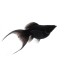 Моллинезия Баллон черная (Poecilia latipinna ballon molly black)