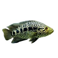 Цихлазома манагуанская (Parachromis managuensis)  Цихлазома манагуанская (Parachromis managuensis)