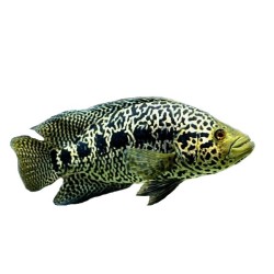 Цихлазома манагуанская (Parachromis managuensis)  Цихлазома манагуанская (Parachromis managuensis)