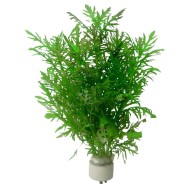 Гигрофила синема (Hygrophila difformis) Гигрофила синема (Hygrophila difformis)