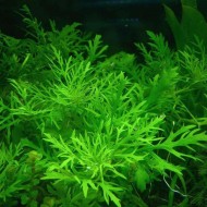 Гигрофила синема (Hygrophila difformis) Гигрофила синема (Hygrophila difformis)