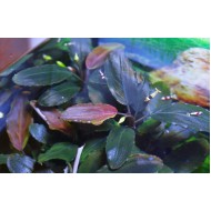 Буцефаландра sp. Brownie Pixy