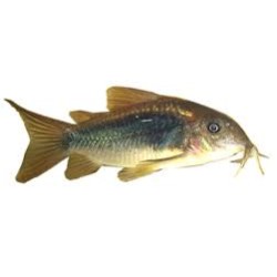 Коридорас золотистый, или бронзовый (Corydoras aeneus) Коридорас золотистый, или бронзовый (Corydoras aeneus)
