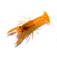 Оранжевый карликовый рак (Cambarellus patzcuarensis sp. Orange) Оранжевый карликовый рак (Cambarellus patzcuarensis sp. Orange)