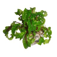 Криптокорина шутовидная (Cryptocoryne scurrilis) Криптокорина шутовидная (Cryptocoryne scurrilis)