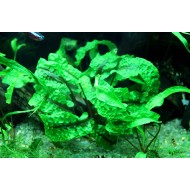 Криптокорина шутовидная (Cryptocoryne scurrilis) Криптокорина шутовидная (Cryptocoryne scurrilis)