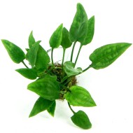 Криптокорина понтедериелистная (Cryptocoryne pontederiifolia) Криптокорина понтедериелистная (Cryptocoryne pontederiifolia)