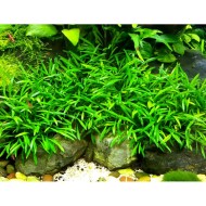 Криптокорина парва (Cryptocoryne parva) Криптокорина парва (Cryptocoryne parva)