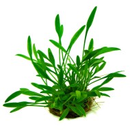 Криптокорина парва (Cryptocoryne parva) Криптокорина парва (Cryptocoryne parva)