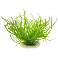Криптокорина Школа Форест (Cryptocoryne spiralis var. caudigera) Криптокорина Школа Форест (Cryptocoryne spiralis var. caudigera)