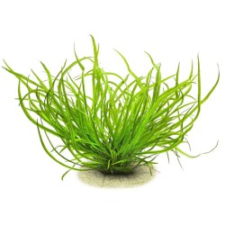 Cryptocoryne Schola forest (Cryptocoryne spiralis var. caudigera)