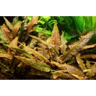 Криптокорина Вендта коричневая, зеленая (Cryptocoryne wendtii) Криптокорина Вендта коричневая, зеленая (Cryptocoryne wendtii)