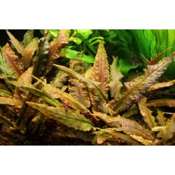 Криптокорина Вендта "Тропика" - Cryptocoryne wendtii "Tropica" Криптокорина Вендта "Тропика" - Cryptocoryne wendtii "Tropica"