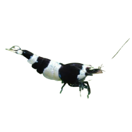 Креветка Черный кристалл (Black Crystal Shrimp) Креветка Черный кристалл (Black Crystal Shrimp)