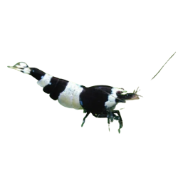 Креветка Черный кристалл (Black Crystal Shrimp) Креветка Черный кристалл (Black Crystal Shrimp)