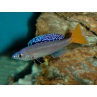 Циприхромис лептозома Мпулунгу (Cyprichromis leptosoma "Mpulungu")