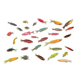 Данио GloFish (Brachydanio rerio) Данио GloFish (Brachydanio rerio)