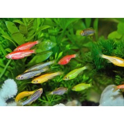 Данио GloFish (Brachydanio rerio) Данио GloFish (Brachydanio rerio)