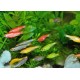 Данио GloFish (Brachydanio rerio)