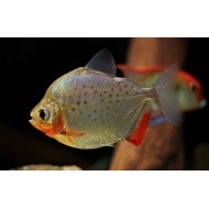 Метиннис пятнистый  (Metynnis maculatus)