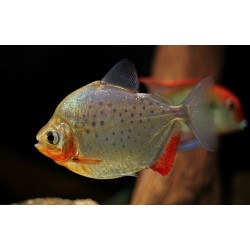 Метиннис пятнистый  (Metynnis maculatus) Метиннис пятнистый  (Metynnis maculatus)