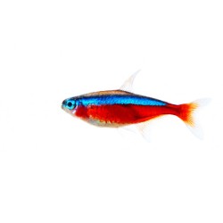 Неон красный (Paracheirodon axelrodi) Неон красный (Paracheirodon axelrodi)