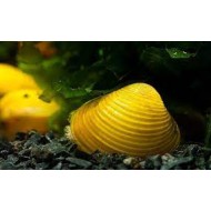 Корбикула, золотая двустворка или желтая яванская шаровка (Corbicula Javanicus)