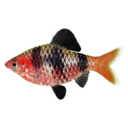 Барбус чёрный (Pethia nigrofasciata) Барбус чёрный (Pethia nigrofasciata)