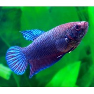 Петушки самки (лат. Betta splendens)