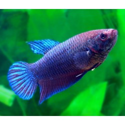 Петушки самки (лат. Betta splendens) Петушки самки (лат. Betta splendens)