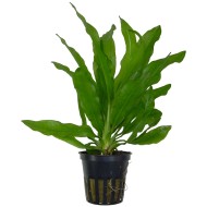 Эхинодорус большой (Echinodorus major)