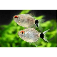 Filomena (Moenkhausia sanctaefilomenae)