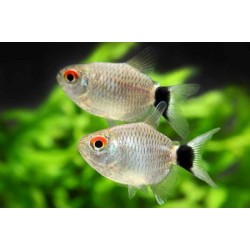 Filomena (Moenkhausia sanctaefilomenae)