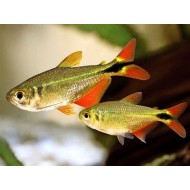 Buenos Aires Tetra (Hyphessobrycon anisitsi)