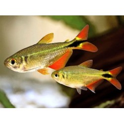 Buenos Aires Tetra (Hyphessobrycon anisitsi)