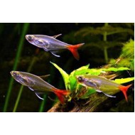 Тетра стеклянная (Prionobrama filigera)