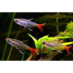 Тетра стеклянная (Prionobrama filigera) Тетра стеклянная (Prionobrama filigera)