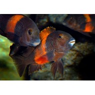 Tropheus moorii bemba (Трофеус Мура "Бемба") Tropheus moorii bemba (Трофеус Мура "Бемба")