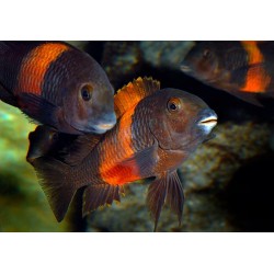Tropheus moorii bemba (Трофеус Мура "Бемба") Tropheus moorii bemba (Трофеус Мура "Бемба")