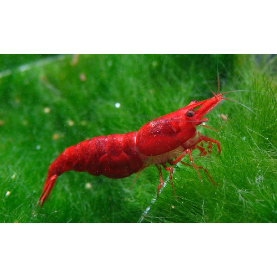 Креветка "Красный огонь" (Red Fire Shrimp)