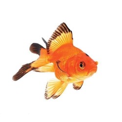Веерохвост красно-черный, калико (Carassius auratus Fantail Goldfish) Веерохвост красно-черный, калико (Carassius auratus Fantail Goldfish)