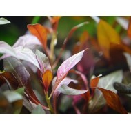 Людвигия перуанская (Ludwigia peruensis) Людвигия перуанская (Ludwigia peruensis)