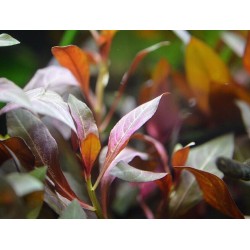 Людвигия перуанская (Ludwigia peruensis) Людвигия перуанская (Ludwigia peruensis)